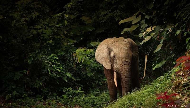 WCS Study Identifies Central Africa’s Key Forests for Biodiversity Conservation