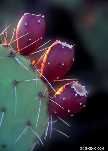 New Climate‑Smart Desert Farming Model Promises Safer Land and Better Human Health