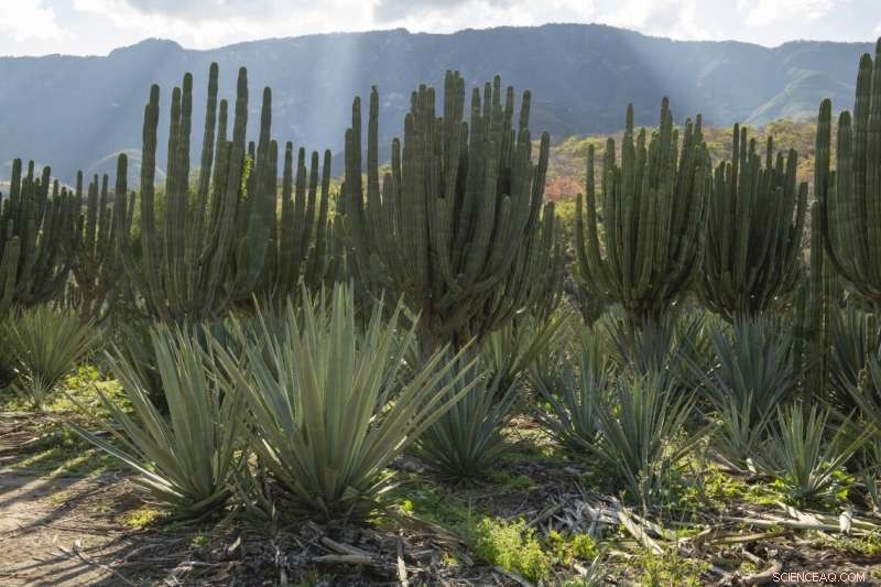 New Climate‑Smart Desert Farming Model Promises Safer Land and Better Human Health