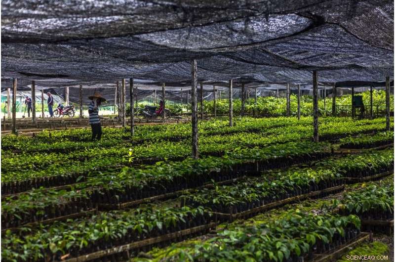 Restoring Degraded Tropical Forests Yields Significant Carbon Sequestration