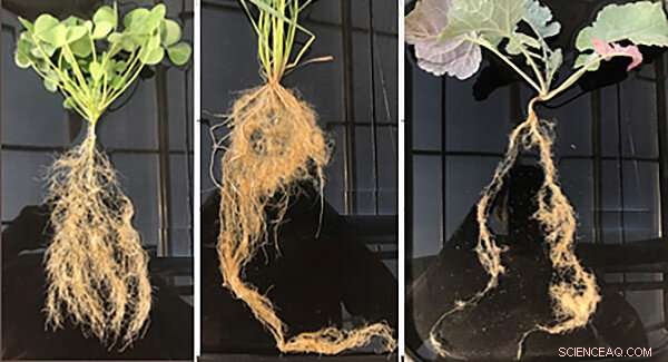 Cover Crop Roots: The Crucial Factor for Unlocking Ecosystem Services