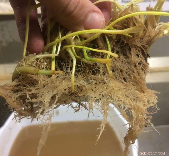 Cover Crop Roots: The Crucial Factor for Unlocking Ecosystem Services