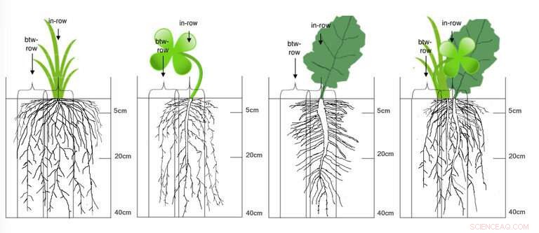 Cover Crop Roots: The Crucial Factor for Unlocking Ecosystem Services