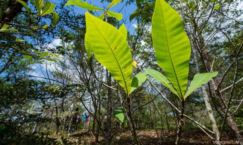 Native Species Flourish in Teak Plantations, Potentially Safeguarding the Panama Canal