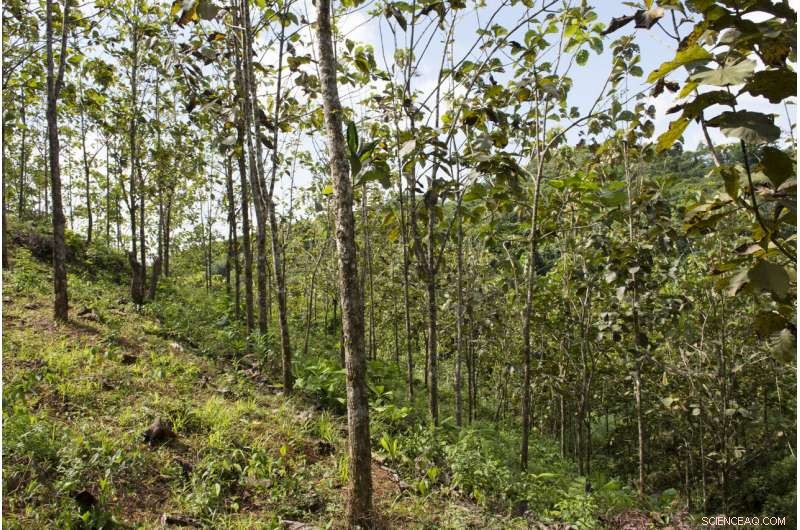 Native Species Flourish in Teak Plantations, Potentially Safeguarding the Panama Canal