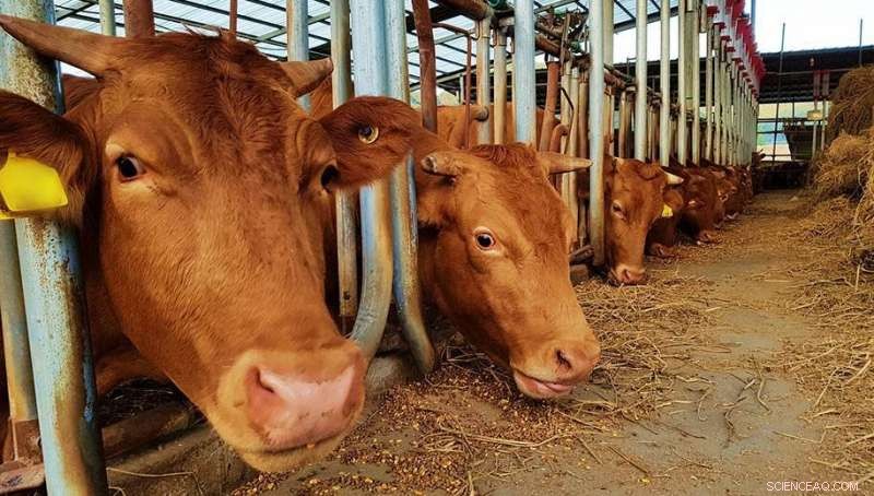 Livestock Farming: A Sustainable Solution to Crop Residue Burning