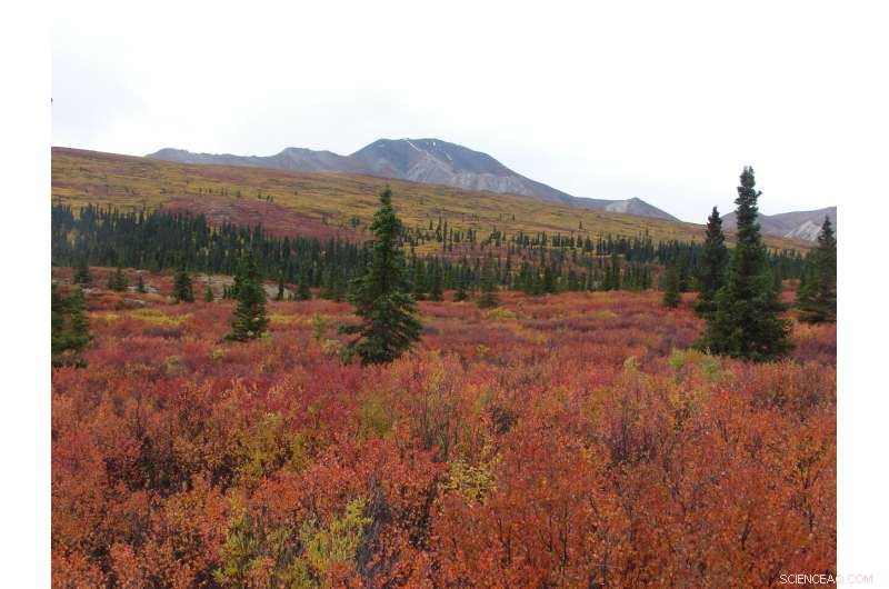 Study Reveals North American Cold-Climate Forests Are Losing Carbon Absorption Capacity