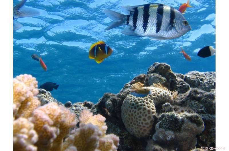 Human Activities Exacerbate the Impact of Nutrient Pollution on Marine Ecosystems