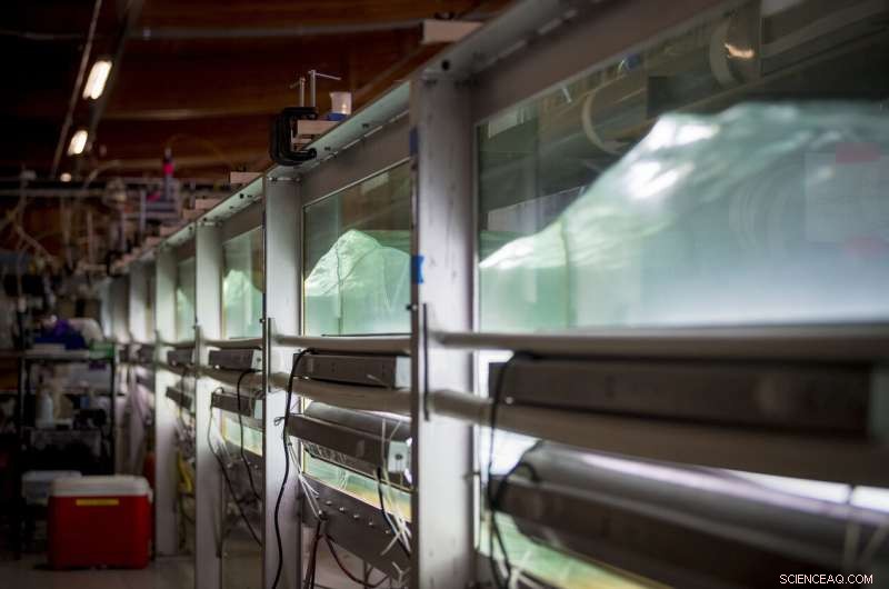 Ocean Microbes Interact with Pollution, Influencing Climate