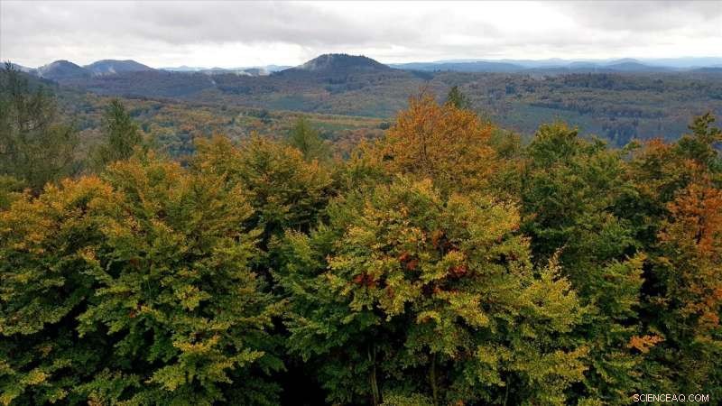 Mixed-Species Forests Show Greater Resilience to Climate Change than Monocultures