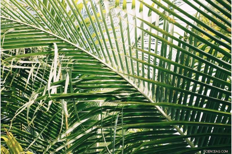 Tropical Expansion Accelerates: Climate Change Drives Oceanic Shifts