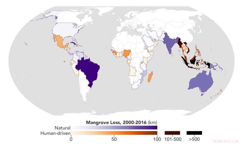 New Study Traces Drivers of Global Mangrove Decline