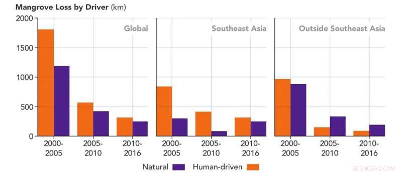 New Study Traces Drivers of Global Mangrove Decline