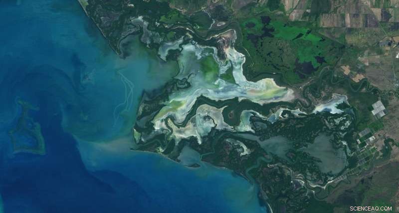 New Study Traces Drivers of Global Mangrove Decline