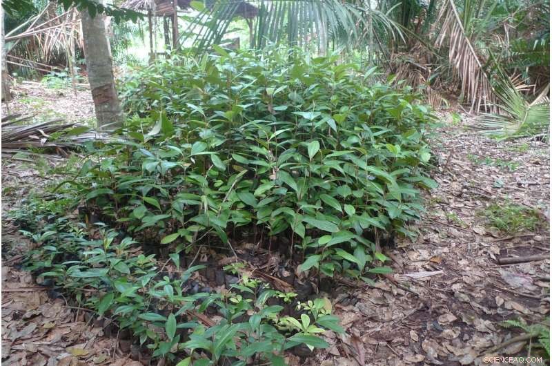 Balancing Reforestation Potential and Challenges to Meet Climate Mitigation Targets