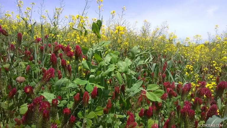 Optimizing Cover Crop Mixtures for Maximum Ecosystem Services on Your Farm