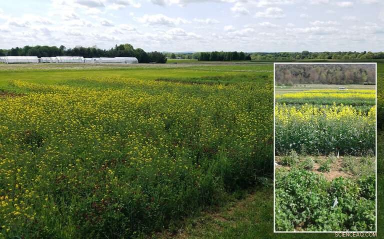 Optimizing Cover Crop Mixtures for Maximum Ecosystem Services on Your Farm