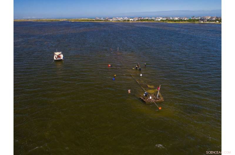 Microbial Ecology Unlocks New Strategies for Shipwreck Conservation