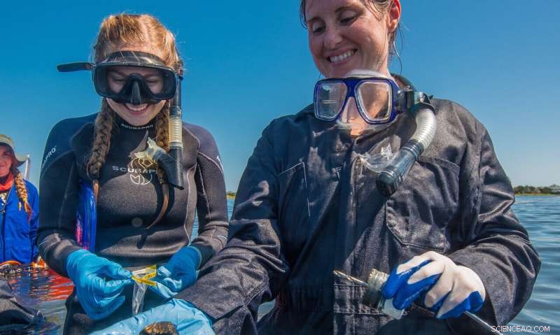 Microbial Ecology Unlocks New Strategies for Shipwreck Conservation