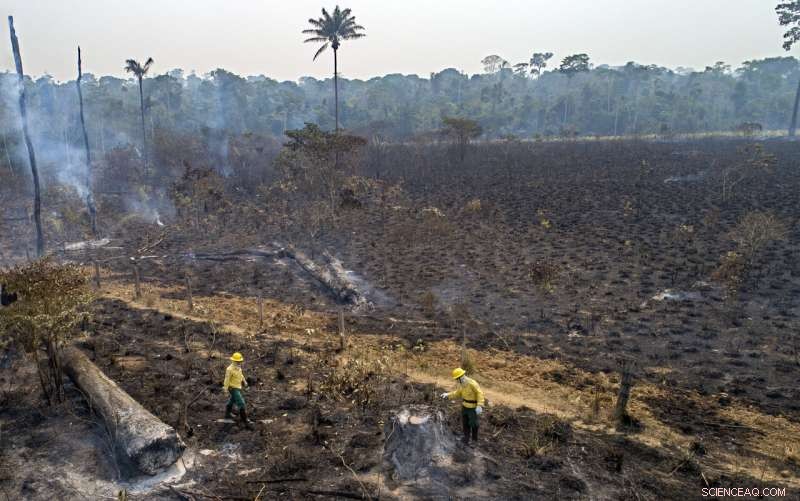 Amazon Fires Persist in 2020 Despite Conservation Promises