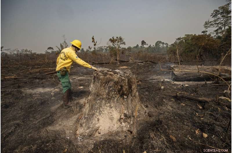 Amazon Fires Persist in 2020 Despite Conservation Promises