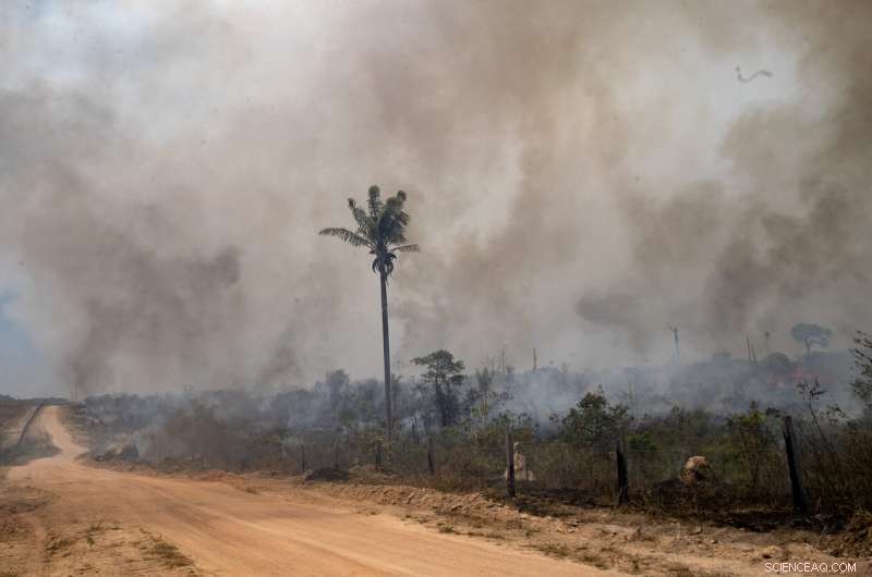 Amazon Fires Persist in 2020 Despite Conservation Promises