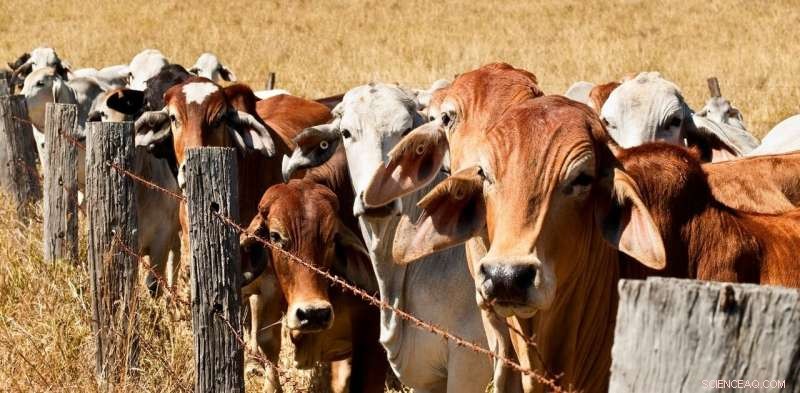 Australian Farmers Demand Stronger Climate Policies, Leading the Charge from Their Own Farms