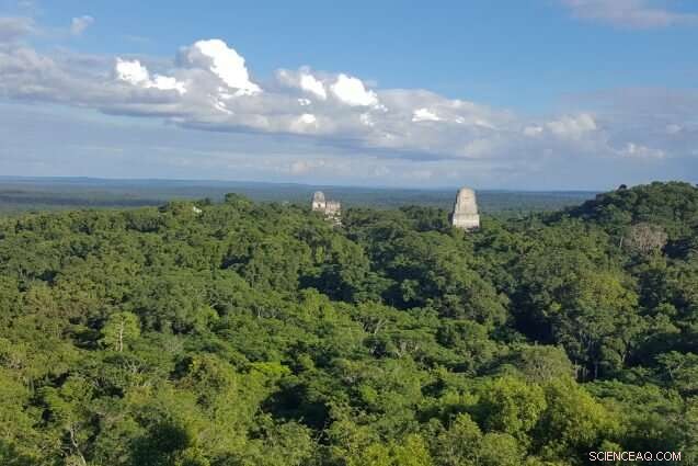 Empowering Local Communities to Preserve Tropical Forests