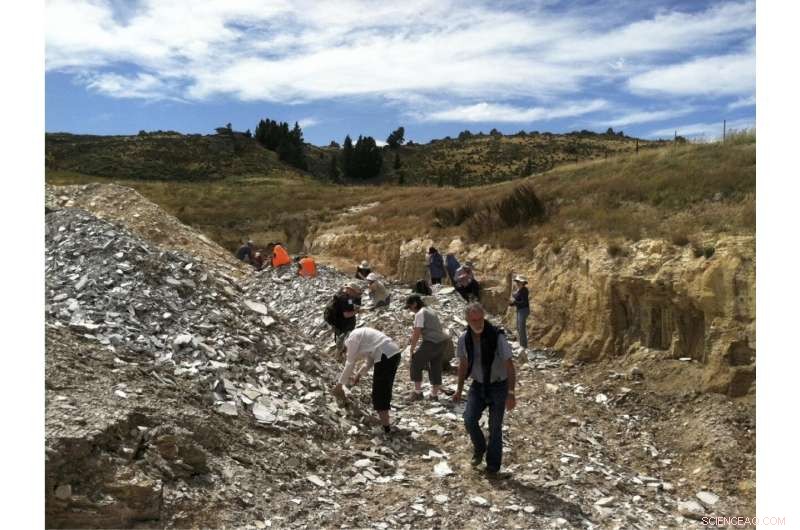 Ancient Fossil Leaves Reveal Elevated Atmospheric CO₂ and Global Greening