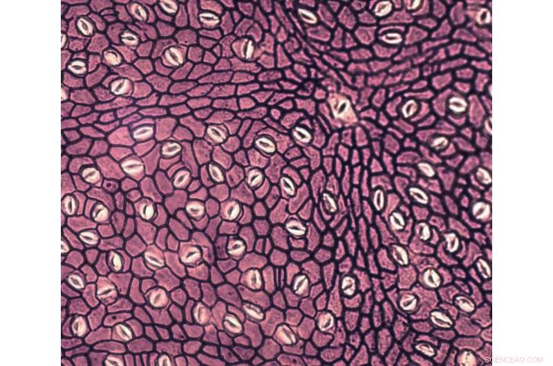 Ancient Fossil Leaves Reveal Elevated Atmospheric CO₂ and Global Greening