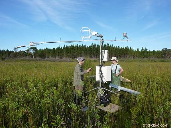 Higher Global Warming Slows Plant Carbon Absorption, New Study Reveals