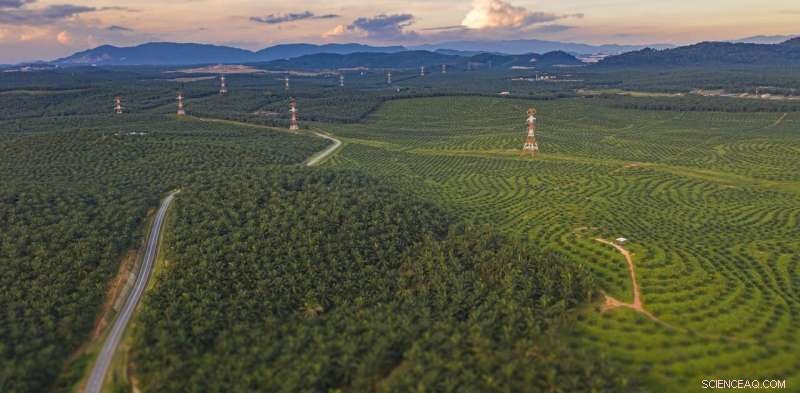 The Hidden Link Between Our Diet, Deforestation, and Emerging Viruses