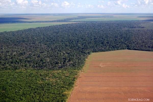 The Hidden Link Between Our Diet, Deforestation, and Emerging Viruses