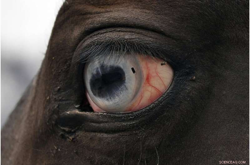 California Wildfires: Among the Largest in State History