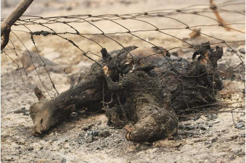 California Wildfires: Among the Largest in State History