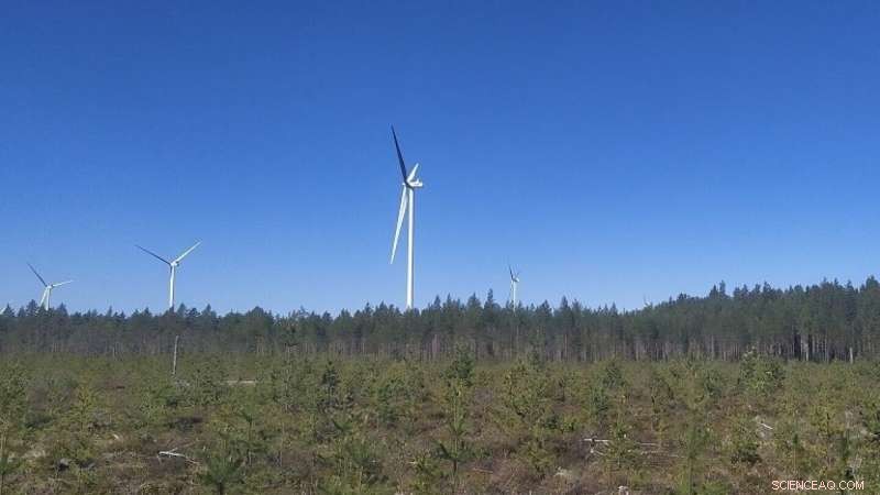 Study Launches on Wind Energy Impact on Bats Across the Baltic Sea