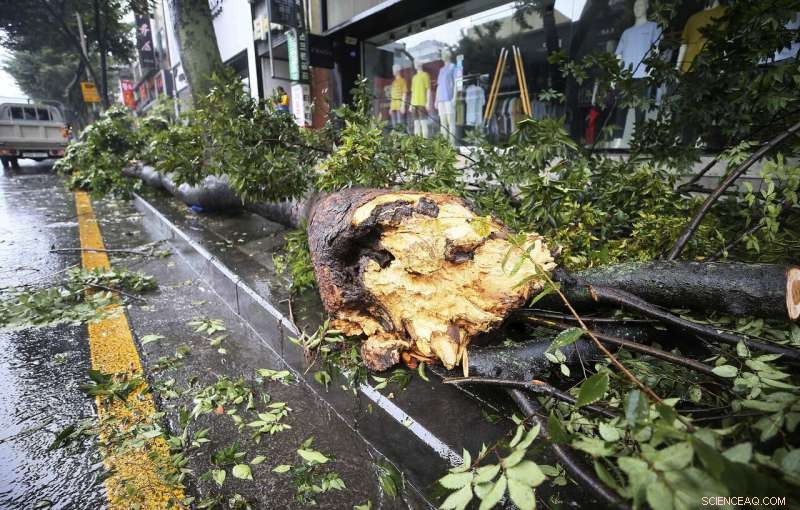 Typhoon Threatens Korean Peninsula: Flights Cancelled, Leaders Urge Precautions
