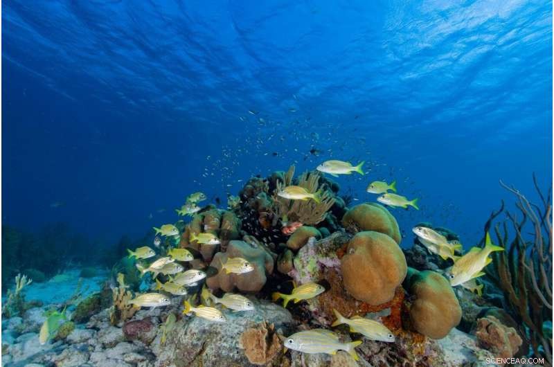 Computer Modeling Forecasts Reef Health: UBC Okanagan Researcher Predicts Coral Response to Threats