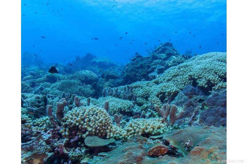 Computer Modeling Forecasts Reef Health: UBC Okanagan Researcher Predicts Coral Response to Threats