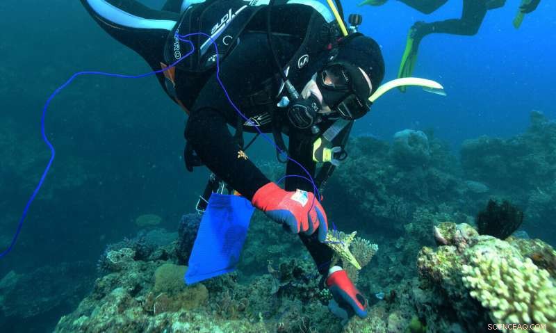 Critical Decisions Shape the Future of Global Coral Reefs