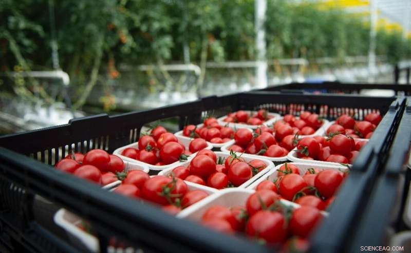 Montreal s Largest Rooftop Greenhouse Opens: A New Era of Urban Farming