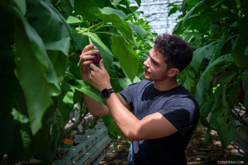 Montreal s Largest Rooftop Greenhouse Opens: A New Era of Urban Farming