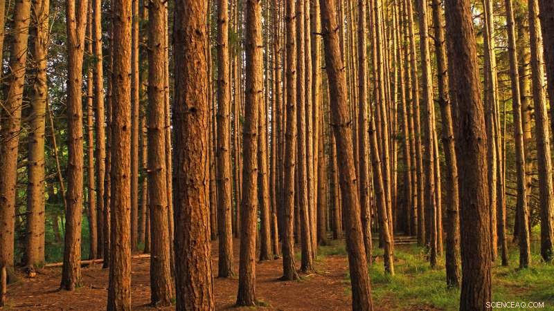 Climate Change and Its Impact on Pine Plantation Management