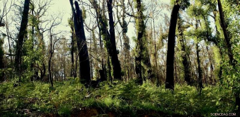 Australia’s 2020 Environmental Recovery: 4 Key Ways Nature Rebounded