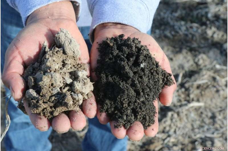 Applying Char Enhances Soil Carbon and Boosts Productivity