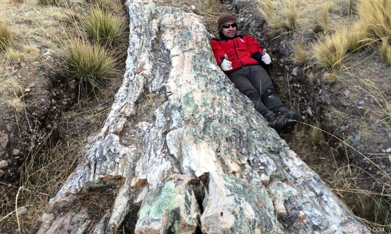Ancient Fossil Trees on Peru’s Central Andean Plateau Reveal Dramatic Climate Shifts