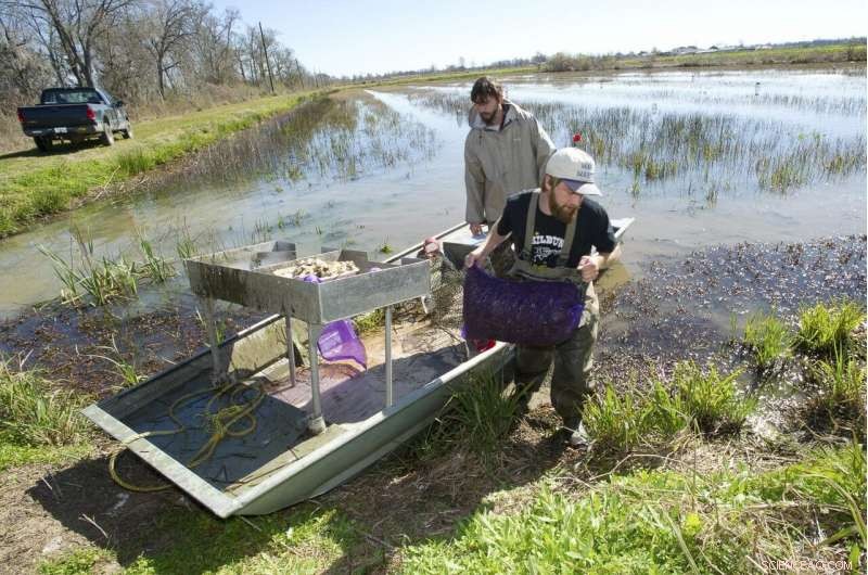 How Weather Conditions Impact Crawfish Harvest Yields