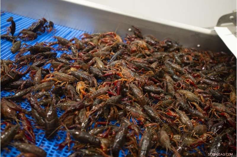 How Weather Conditions Impact Crawfish Harvest Yields