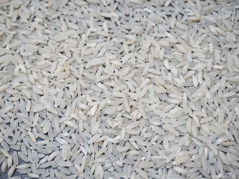 Climate Change May Boost Rice Yields, According to New Research