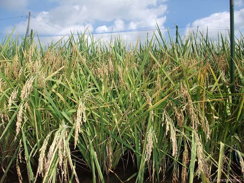Climate Change May Boost Rice Yields, According to New Research